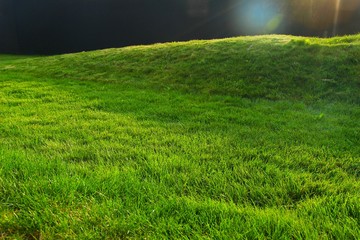 Green grass background. Sunny day