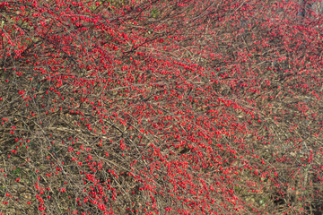 berberis, barberry red beries on twigs