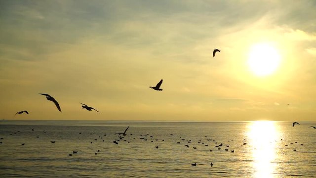 Seagulls over the sea. Slow motion.