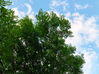 Outdoor in summer residence. The sky is clouded with clouds  and tree