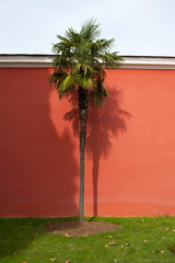 palm on red background
