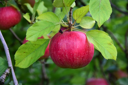 Reife rote Äpfel, Apfelernte in Südtirol