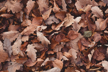 Trockener Waldlaub im Spätherbst