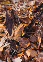Brauner Waldfrosch im Laub