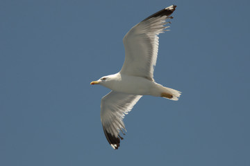Fototapeta na wymiar seagull in flight, camera from below