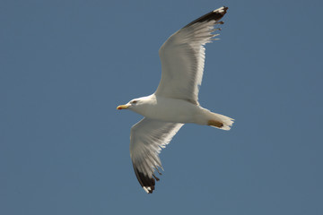 seagull in flight, camera from below