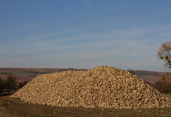 Zuckerrüben 