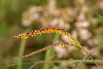 Eastern gamagrass in flower