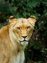 Plakat Löwe weiblich