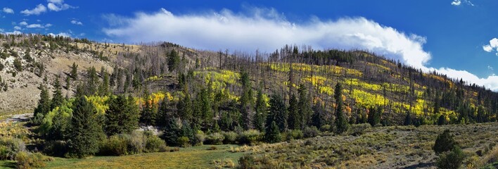 Late Summer early Fall panorama forest views hiking through trees in Indian Canyon, Nine-Mile Canyon Loop between Duchesne and Price on US Highway 191, in the Uinta Basin Range of Utah United States, 