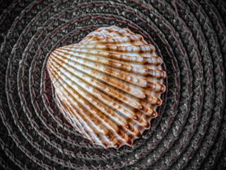 Shell' picture the dark grey natural background disc
