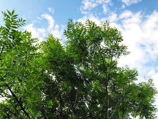 Outdoor in summer residence. The sky is clouded with clouds  and trees