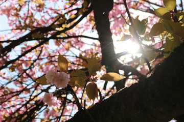 pink flowers