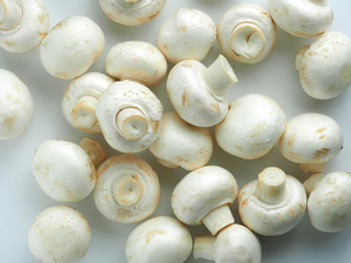 white champignons on a white background