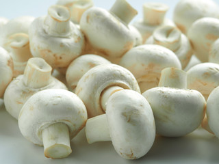 white champignons on a white background