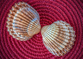Shells' ornament on the red natural background with decoration background