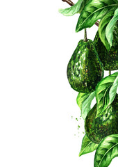 Avocado branch with leaves and fruits template. Watercolor hand drawn illustration  isolated on white background