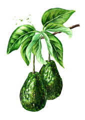 Avocado branch with leaves and fruits. Watercolor hand drawn illustration  isolated on white background