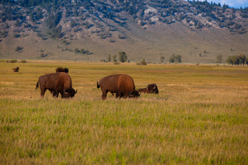 Naklejka na ściany i meble The herd bison in Yellowstone National Park, Wyoming. USA.