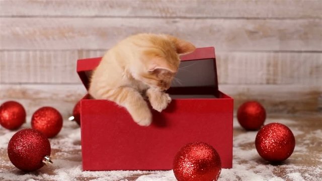 Cute kitten emerge from xmas present box and start playing with christmas ball decorations - static camera