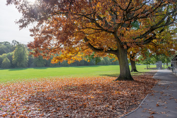 Trees, Blaise Castle Estate.