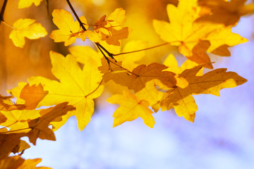 autumn yellow bright golden sunny maple leaves against the sky