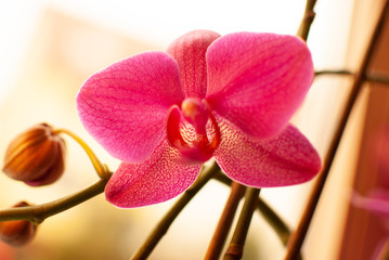 Blurry close up of a red pink orchid flower