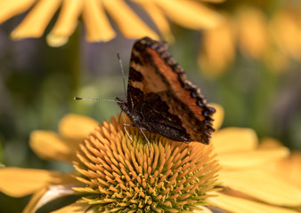 Painted Lady (Vanessa cardui), butterfly feeding on Black eyed Susan(Rudbeckia hirta), in garden
