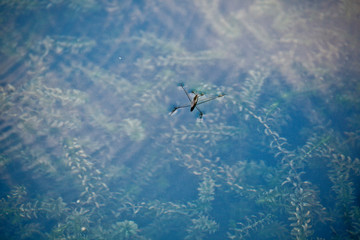 Wasserinsekt_2