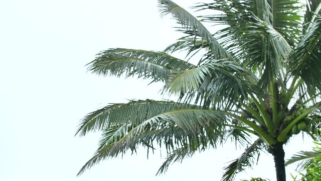 Hawaiian Palm Tree Swaying in Wind White Isolated Background
