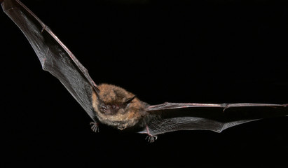 Daubenton's bat - a night fly of the common European night active mammal species.