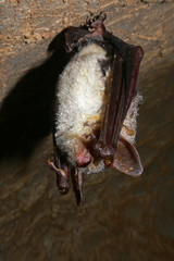 Greater mouse-eared bat hibernating in a cave. A close up picture of a common European night active mammal.