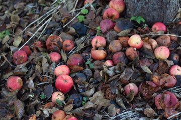Red rotten apples on the ground in grass near white Apple tree trunk on dark background