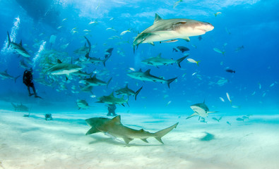 Naklejka na ściany i meble Lemon shark and Caribbean reef sharks at the Bahamas