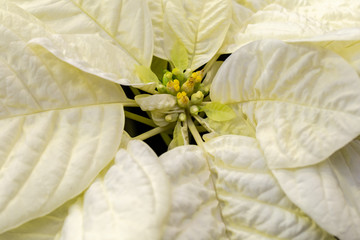 Close up von einem weiß gelben Weihnachtsstern