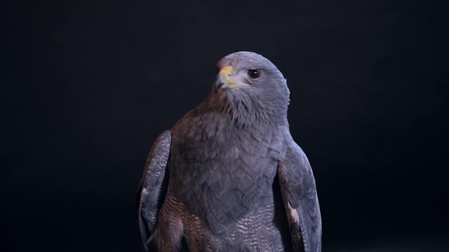 Ein Aguja oder Blaubussard im Studio mit schwarzem Hintergrund, der Vogel blickt herum und sch&uuml;ttelt sich, Video mit Ton