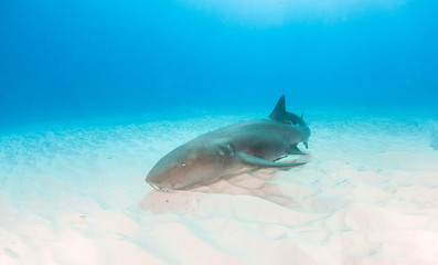 Fototapeta premium Nurse shark at the Bahamas