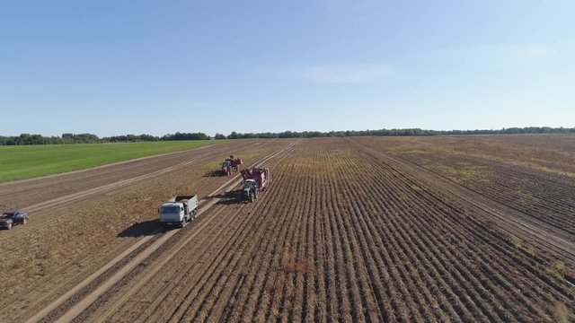 aerial potatoes harvesting machine with tractor in farm land for harvesting potatoes. Farm machinery harvesting potatoes.