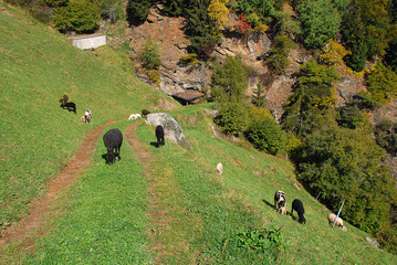 A flock of sheeps grazes on a hiking trail in the mountains of the Texel Group