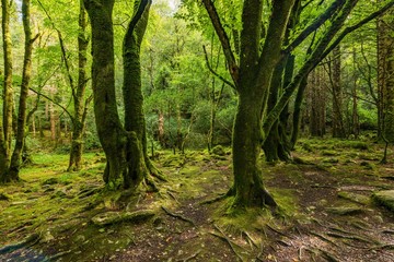 Green forests in the Muckross area of Killarney National Park