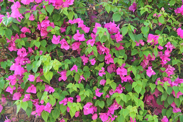 Obraz premium Lilac bougainvillea flowers blossoming in bush in garden