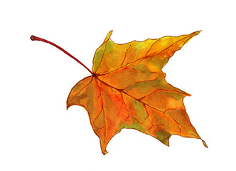 Autumn leaves and mushrooms on a white background