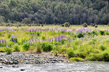 Wild Lupines of Eglinton River, South Island, New Zealand