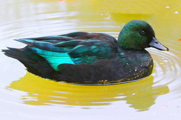 Colorful duck swims in the autumn pond. Portrait of a bright bird.