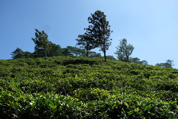 Teelfelder nahe Kandy in Sri Lanka
