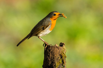 pettirosso
