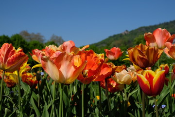 Wunderschöne Blumen im Frühling nahe Baden-Baden