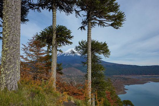 Snow capped peak of Volcano Llaima (3125 meters) in Conguillio National Park in southern Chile. Araucania Trees (Araucaria araucana) in the foreground.