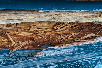 macro closeup of a weathered, damged and decaying blue wooden texture