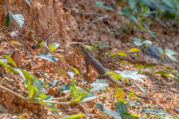 wild animals of sri lanka